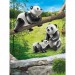 Couple de pandas avec bébé Playmobil Family Fun 70353 - déstockage - 1